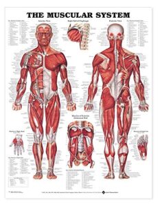 the muscular system anatomical chart laminated , nursery