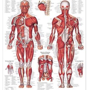 The Muscular System Anatomical Chart Laminated , Nursery