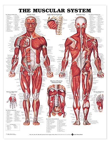 The Muscular System Anatomical Chart Laminated , Nursery