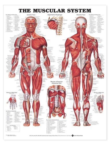 The Muscular System Anatomical Chart Laminated , Nursery