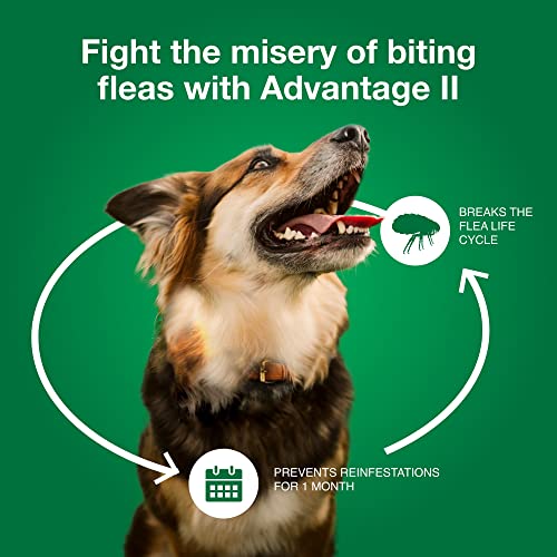 Advantage II Large Dog Vet-Recommended Flea Treatment & Prevention | Dogs 21-55 lbs. | 6-Month Supply