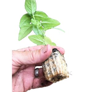 Viagrow VSSP100 Super, 100 Organic Plugs Seed, 100-Pack, Plant Starters