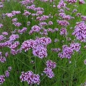 outsidepride verbena purpletop vervain garden flowers attractive to bees, butterflies, & song birds - 5000 seeds