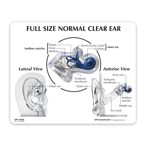 GPI Anatomicals - Clear Ear Model | Human Body Anatomy Replica of Ear for Doctors Office Educational Tool
