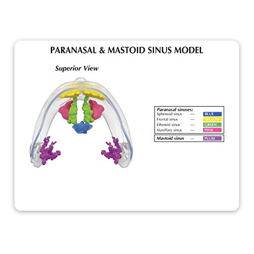 GPI Anatomicals - Clear Sinus Model | Human Body Anatomy Replica of Sinus Cavities for Doctors Office Educational Tool