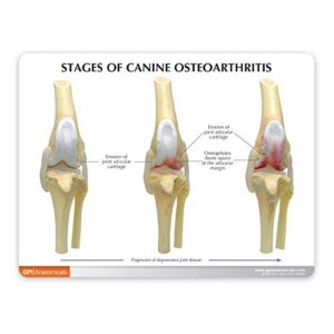 GPI Anatomicals - 4-Stage Canine Knee Model Set, Degenerative Joint Disease Models for Canine Anatomy and Physiology Education, Anatomy Model for Veterinarian’s Offices, Medical Study Supplies