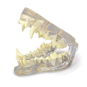 gpi anatomicals - clear canine jaw model with teeth, replica for anatomy and physiology education, anatomy model for veterinarian’s offices and classrooms, medical study supplies