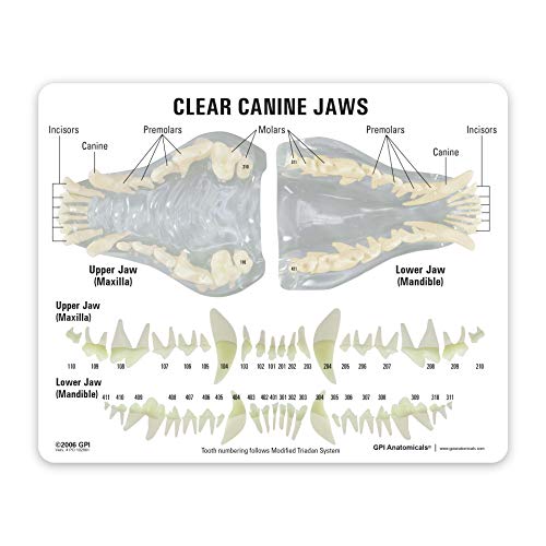 GPI Anatomicals - Clear Canine Jaw Model with Teeth, Replica for Anatomy and Physiology Education, Anatomy Model for Veterinarian’s Offices and Classrooms, Medical Study Supplies