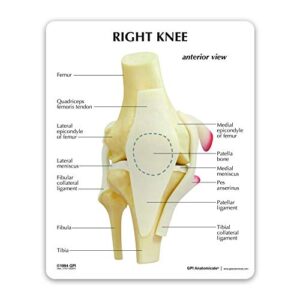 GPI Anatomicals Knee Joint Model | Human Body Anatomy Replica of Normal Knee Joint for Doctors Office Educational Tool