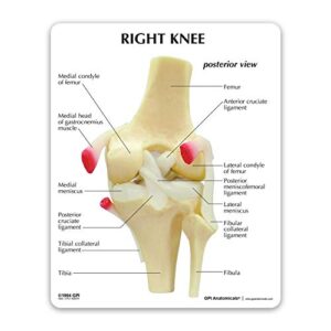 GPI Anatomicals Knee Joint Model | Human Body Anatomy Replica of Normal Knee Joint for Doctors Office Educational Tool