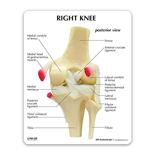 GPI Anatomicals Knee Joint Model | Human Body Anatomy Replica of Normal Knee Joint for Doctors Office Educational Tool