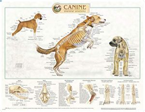 canine anatomy, complete set of 3 charts. buy the set and save!