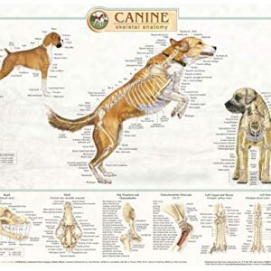 Canine Anatomy, Complete Set of 3 Charts. Buy the Set and SAVE!