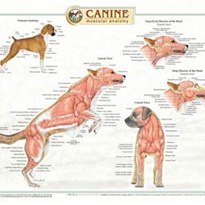 Canine Anatomy, Complete Set of 3 Charts. Buy the Set and SAVE!