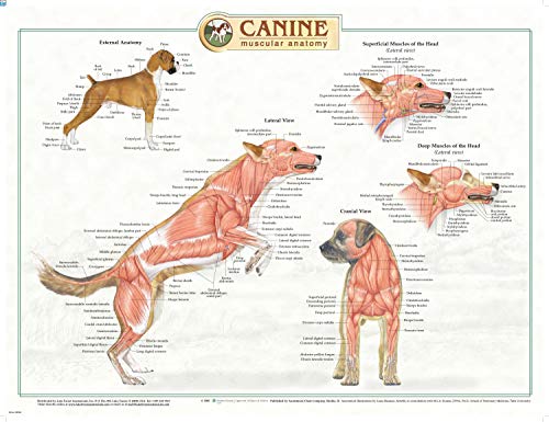 Canine Anatomy, Complete Set of 3 Charts. Buy the Set and SAVE!