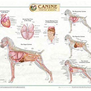 Canine Anatomy, Complete Set of 3 Charts. Buy the Set and SAVE!