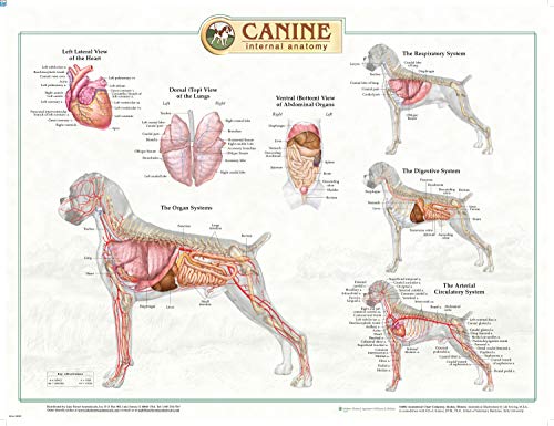 Canine Anatomy, Complete Set of 3 Charts. Buy the Set and SAVE!