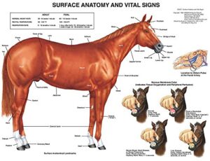 equine surface anatomy chart horse