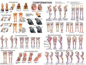 equine conformation chart horse