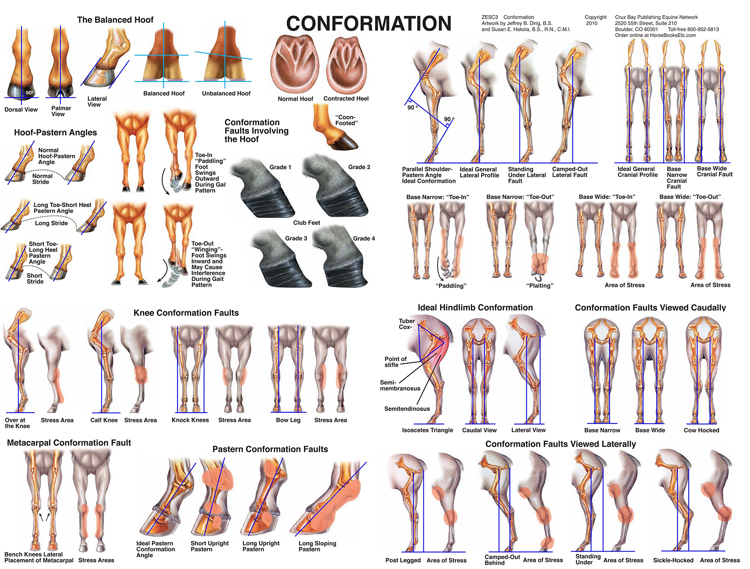 Equine Conformation Chart Horse