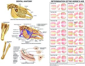 equine dental anatomy chart horse