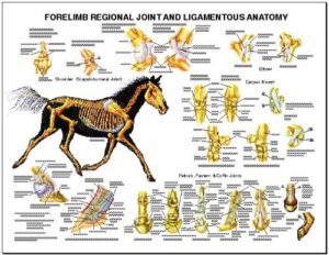 equine forelimb regional joint bone anatomy chart horse