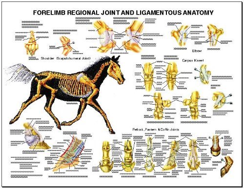 Equine Forelimb Regional Joint Bone Anatomy Chart Horse