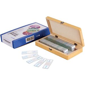 amscope ps50 prepared microscope slide set for basic biological science education, 50 slides, includes fitted wooden case