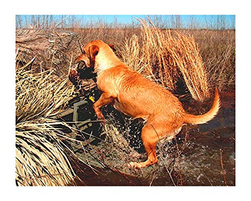 Great Day Load-A-Pup HD 14x20in Robust Safety Pet Loading Platform - for The Hunting Dog - Earth-Tone Gray Powder-Coated Finish - Intended for Use in Fresh Water, LP500HD