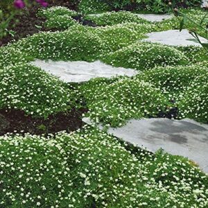 outsidepride perennial irish moss low growing, mat forming, ground cover great between flagstones - 10000 seeds