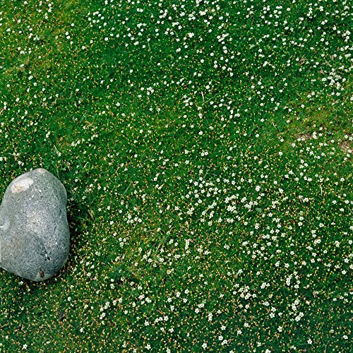 Outsidepride Perennial Irish Moss Low Growing, Mat Forming, Ground Cover Great Between Flagstones - 10000 Seeds