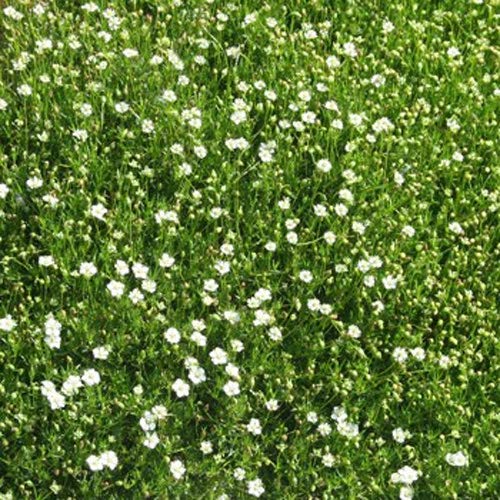 Outsidepride Perennial Irish Moss Low Growing, Mat Forming, Ground Cover Great Between Flagstones - 10000 Seeds