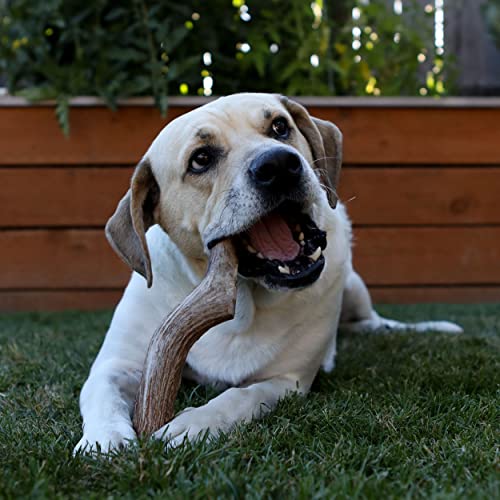 Prairie Dog Pet Products Deer Large Antler Treat, 8-9"