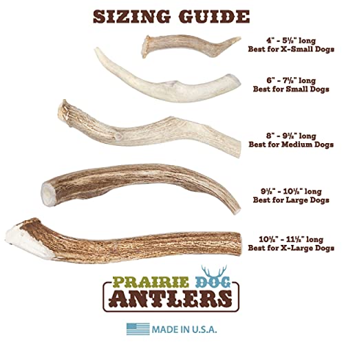 Prairie Dog Pet Products Deer Large Antler Treat, 8-9"