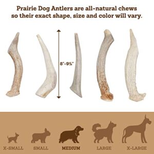 Prairie Dog Pet Products Deer Large Antler Treat, 8-9"