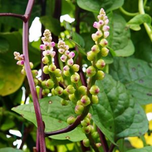 outsidepride basella rubra malabar spinach climbing vine herb garden plants - 100 seeds