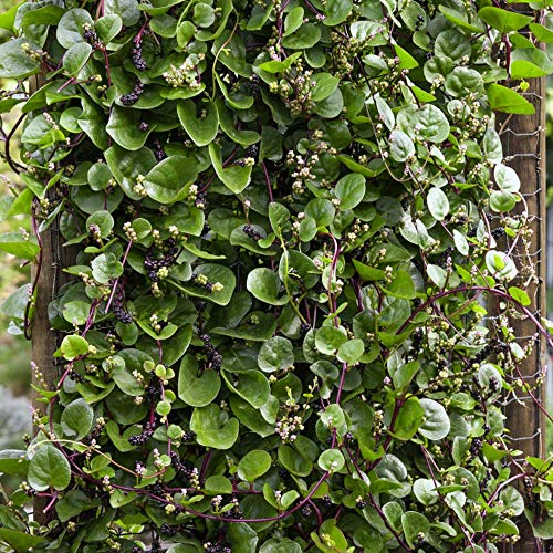 Outsidepride Basella Rubra Malabar Spinach Climbing Vine Herb Garden Plants - 100 Seeds