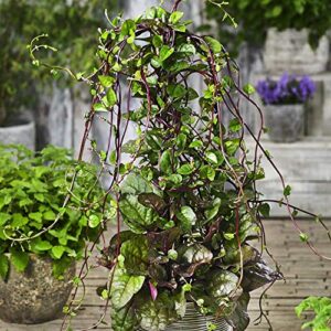 Outsidepride Basella Rubra Malabar Spinach Climbing Vine Herb Garden Plants - 100 Seeds