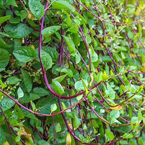 Outsidepride Basella Rubra Malabar Spinach Climbing Vine Herb Garden Plants - 100 Seeds