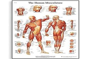 3b scientific vr1118uu glossy paper human muscle anatomical chart, poster size 20" width x 26" height