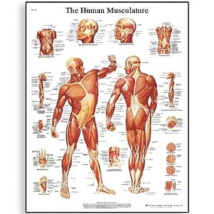 3B Scientific VR1118UU Glossy Paper Human Muscle Anatomical Chart, Poster Size 20" Width x 26" Height