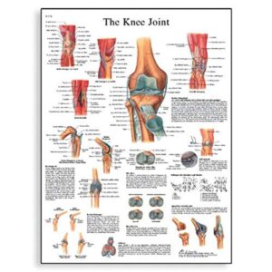 3b scientific vr1174uu glossy paper knee joint anatomical chart, poster size 20" width x 26" height