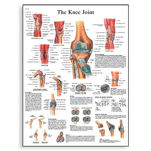 3B Scientific VR1174UU Glossy Paper Knee Joint Anatomical Chart, Poster Size 20" Width x 26" Height