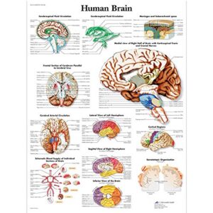 3b scientific vr1615uu glossy paper human brain anatomical chart, poster size 20" width x 26" height