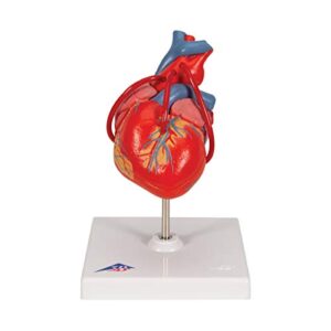 3b scientific g05 classic heart w/ bypass 2-part - 3b smart anatomy