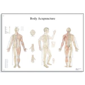 3b scientific vr1820l glossy uv resistant laminated paper body acupuncture anatomical chart, poster size 20" width x 26" height