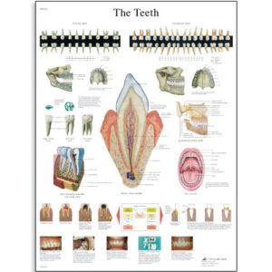3b scientific vr1263l glossy laminated paper the teeth anatomical chart, poster size 20" width x 26" height