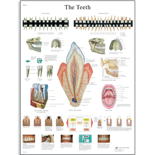 3B Scientific VR1263L Glossy Laminated Paper The Teeth Anatomical Chart, Poster Size 20" Width x 26" Height