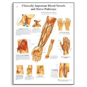 3b scientific vr1359l blood vessels and nerve pathways anatomical chart on glossy, laminated paper