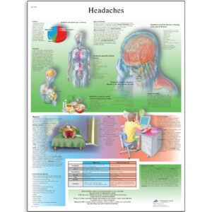 3b scientific vr1714l glossy uv resistant laminated paper headaches anatomical chart, poster size 20" width x 26" height,yellow